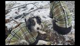 Two dogs wearing green plaid coats sitting and lying on snowy ground with scattered twigs and dry grass