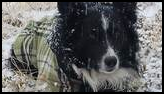Black and white dog lying on snowy grass wearing a green plaid jacket