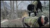 Two dogs wearing matching green plaid jackets standing on snow-dusted rocky terrain with bare trees and forested mountains in the background