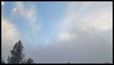 Tall pine trees partially covered in snow with mist and low clouds under a bright blue sky with scattered white clouds