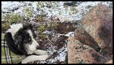 Dog wearing a green plaid coat lying on snowy ground near a small campfire surrounded by rocks
