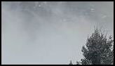 Foggy forested mountainside with tall pine trees partially covered in snow or frost