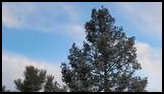 Evergreen trees dusted with snow under a blue sky with soft clouds