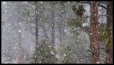 Snow falling heavily among tall pine trees in a quiet forest setting