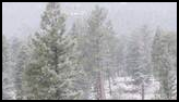 Snow-covered evergreen trees in a mountainous forest with light snowfall and rocky terrain