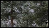 Dog wearing a plaid coat walking through a snowy forest clearing surrounded by evergreen trees
