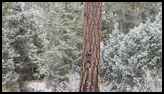 Snow-dusted evergreen forest with a tall pine tree prominently in the foreground and light snow covering the ground and branches