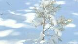 Small pine tree dusted with snow standing in a sunlit snowy landscape with shadows on the snow