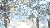 Snow-covered pine trees casting shadows on a snowy forest floor under bright sunlight