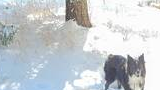 Two black and white dogs standing in deep snow near snow-covered trees with sunlight casting shadows