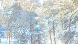 Sunlight shining through snow-covered evergreen trees in a bright winter forest