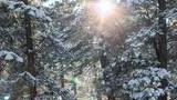 Sunlight shining through snow-covered pine trees in a winter forest
