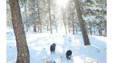 Three black and white dogs walking through a snowy forest with sunlight streaming through tall pine trees