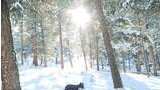 Three dogs walking through a snowy forest with sunlight filtering through snow-covered trees