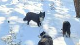 Three border collies exploring a snowy forest with sunlight filtering through the trees