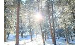 Three black and white dogs standing on a snowy ground in a sunlit forest with tall pine trees
