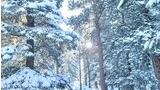 Snow-covered pine trees in a sunlit forest with a gentle slope and scattered fallen branches