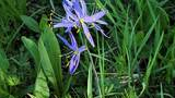 Delicate purple wildflower with yellow-tipped stamens growing among green grass and leaves