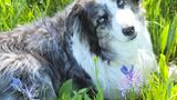 black and white dog with bright blue eyes lying in green grass near purple wildflowers