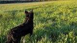 Black dog standing in a sunlit green meadow with wildflowers, looking toward distant trees and mountains under a clear blue sky