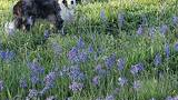 Black and white dog standing in a field of green grass and purple wildflowers near a tree