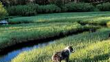 Two dogs walking along a narrow stream in a sunlit grassy meadow bordered by dense pine trees