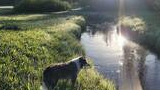 Dog standing on the grassy bank of a narrow reflecting stream with the sun low in the sky behind tall trees