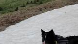Black and white dog wearing a pack lying on snow near a grassy hillside