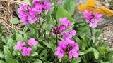 Small cluster of vibrant pink flowers with green leaves growing among rocks and dry grass