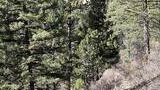 Black and white dog wearing a pack standing on a sunlit dirt trail surrounded by pine trees and rocky cliffs