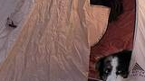 a dog lying inside the partially open entrance of a beige and maroon camping tent in a forested area