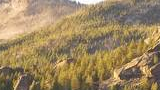 Sunlit rocky mountain slopes covered with dense pine trees under a clear sky