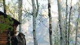 Person wearing a cowboy hat standing next to a rustic wooden cabin surrounded by tall slender trees with mountains in the background