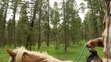 Man in a cowboy hat and plaid shirt riding a horse through a pine forest
