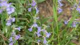 Delicate purple wildflowers with green leaves growing among dry grass and soil
