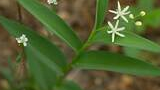 small white flowers with narrow green leaves growing amidst forest floor debris