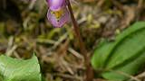 Delicate purple flower with speckled petals and a yellow center growing among green leaves and forest floor debris