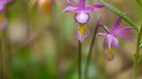Close-up of delicate purple wildflowers with green foliage in a natural outdoor setting