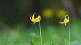 Cluster of yellow wildflowers with curved petals growing among green foliage in a soft-focused natural setting