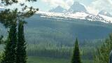 Man walking with three dogs near trees with snow-capped mountains and a forested landscape in the background