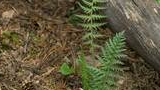 Small green fern plants growing among dry pine needles, pine cones, and a fallen weathered log on the forest floor