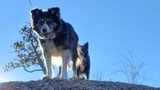 Two black and white dogs standing on a large rock under a clear blue sky with some tree branches around
