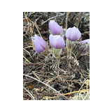 Cluster of small, light purple flowers with fuzzy stems among dry grass and twigs