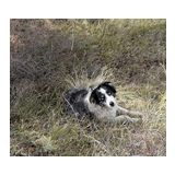 Black and white dog with striking blue eyes lying in dry grass and bushes