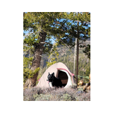 Black and white dog sitting in front of a beige and pink camping tent surrounded by trees and mountainous landscape