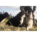 Person crouching to pet a small white dog with two larger black and white dogs nearby in a grassy area with trees and snow-capped mountains in the background