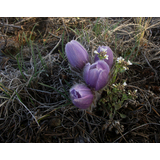 Small cluster of purple flowers with fuzzy petals growing among dry grass and twigs