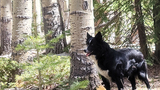 Black and white dog standing alert among aspen and pine trees in a sunlit forest