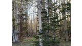 Sunlit aspen grove with green grass and scattered pine and spruce trees in a forest clearing