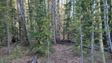 Dense forested area with a mix of pine, spruce, and aspen trees, with a forest floor covered in dry leaves and fallen branches